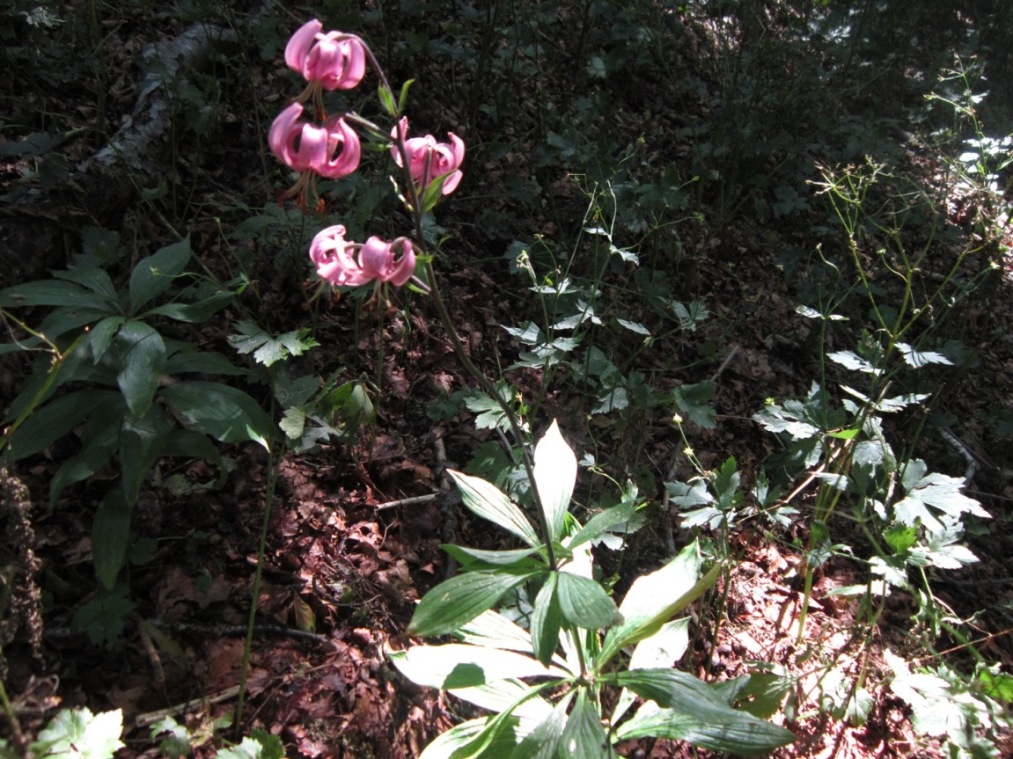 colonia Lilium martagon in campania